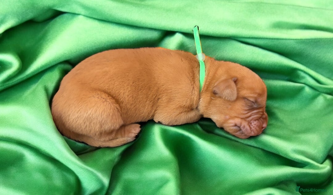 Dogue De Bordeaux dogs for sale: KC reg Dogue de Bordeaux puppies  - Image 11