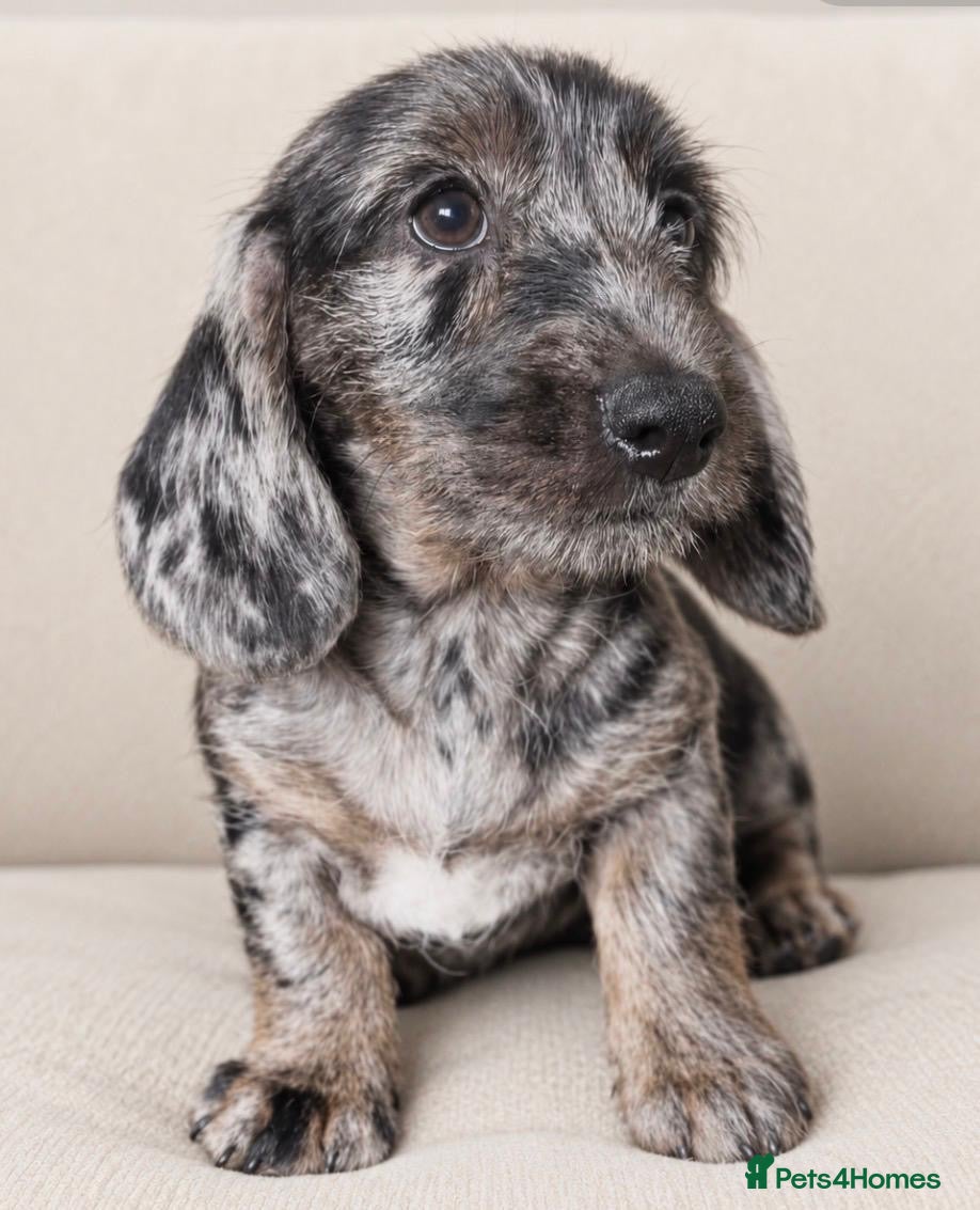 Mixed Breed dogs Gorgeous cheeky daxi x pups  - Advert 2