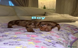 Dachshund dogs for sale: Dachshund puppies  - Image 3