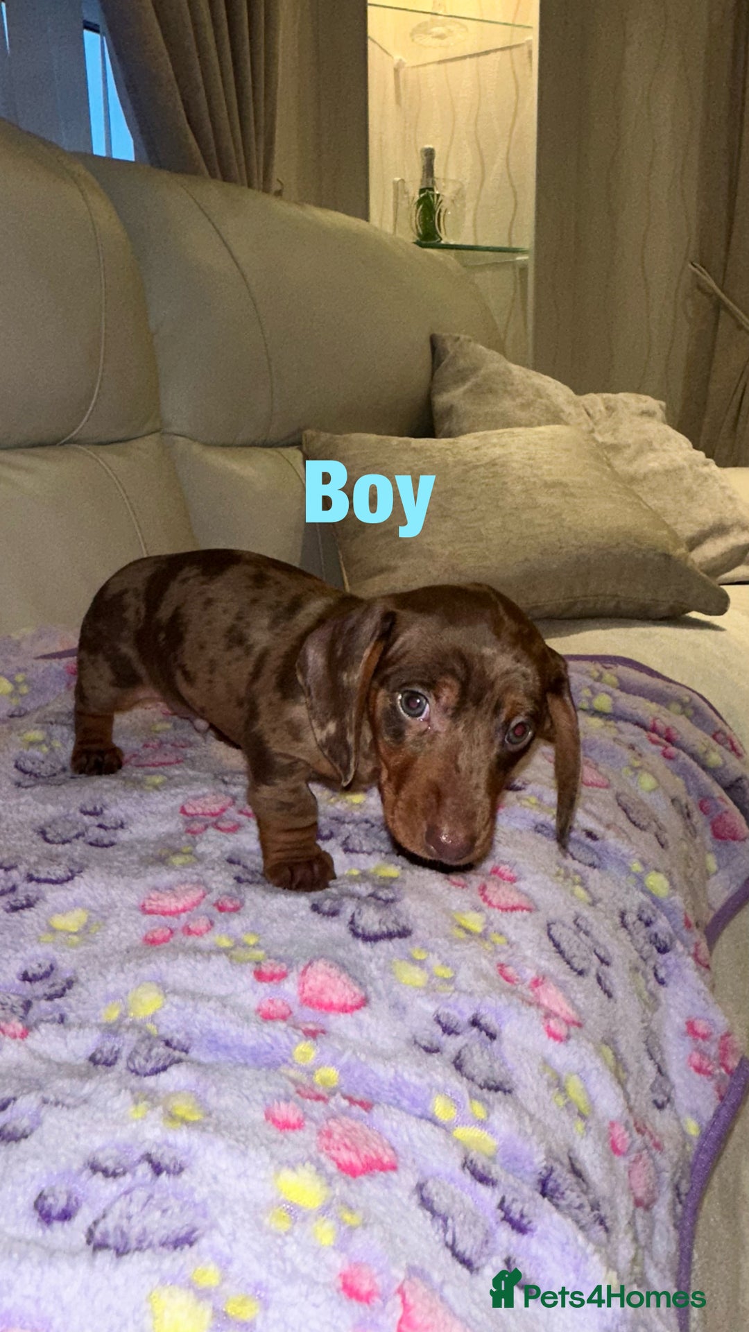 Dachshund dogs for sale: Dachshund puppies  - Image 3