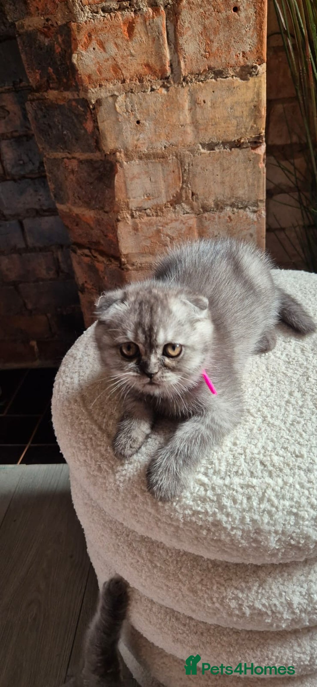 Scottish Fold cats for sale: Adorable Scottish Fold and Straight Kittens  - Image 28
