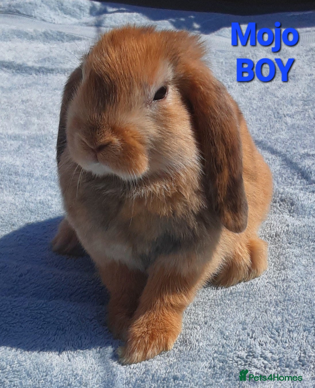 Mixed Breed rabbits Beautiful Mixed Breed Babies - Advert 15