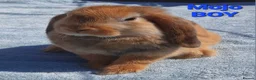 Mixed Breed rabbits for sale: Beautiful Mixed Breed Babies - Advert 1