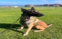 Belgian Shepherd Dog dogs for sale: Female Belgian Malinois  - Image 5