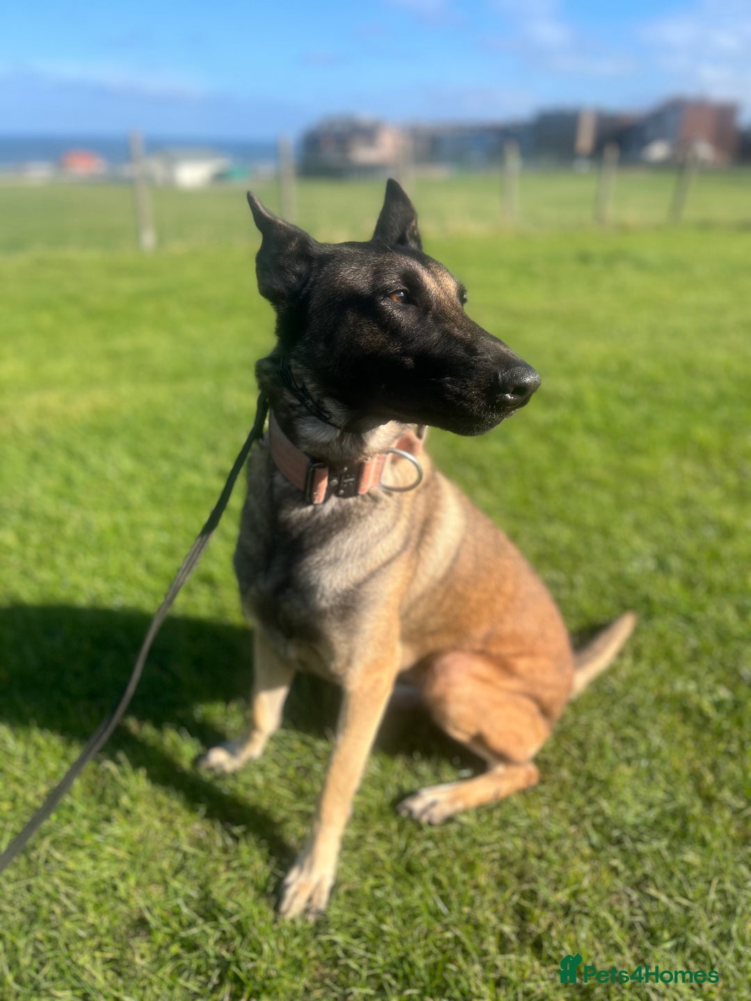 Belgian Shepherd Dog dogs for sale: Female Belgian Malinois  - Image 5