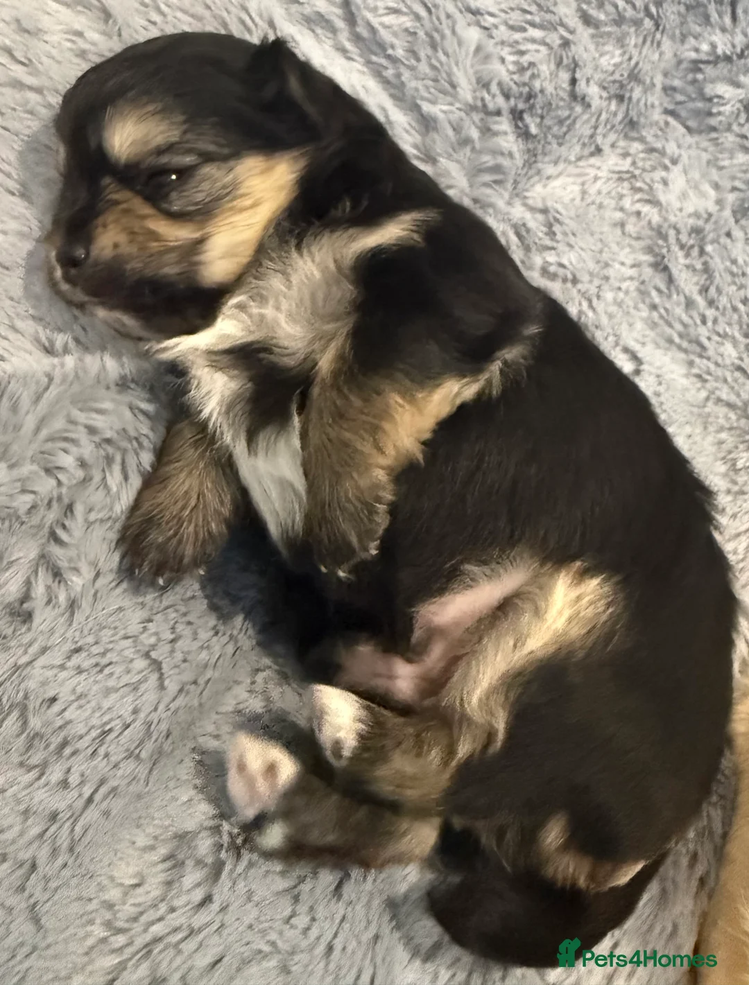 Chihuahua dogs for sale: 3 Chihuahua boys - Advert 4