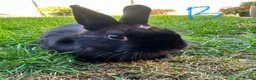 Netherland Dwarf rabbits for sale: Netherland Dwarf rabbits for sale  - Advert 7