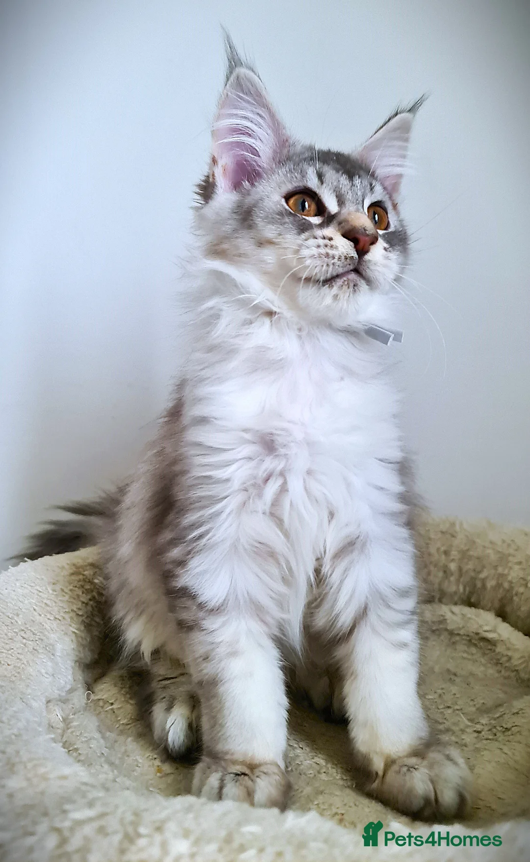 Maine Coon cats for sale: STUNNING 4️⃣ PEDIGREE MAINE COON KITTENS READY ❗❗❗ - Advert 26