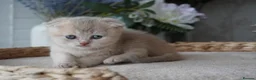 Munchkin cats for sale: ⚜️Rare munchkins⚜️ - Advert 15