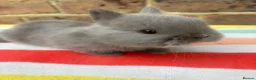 Netherland Dwarf rabbits for sale: Friendly Netherland Dwarf bunnies - Advert 3
