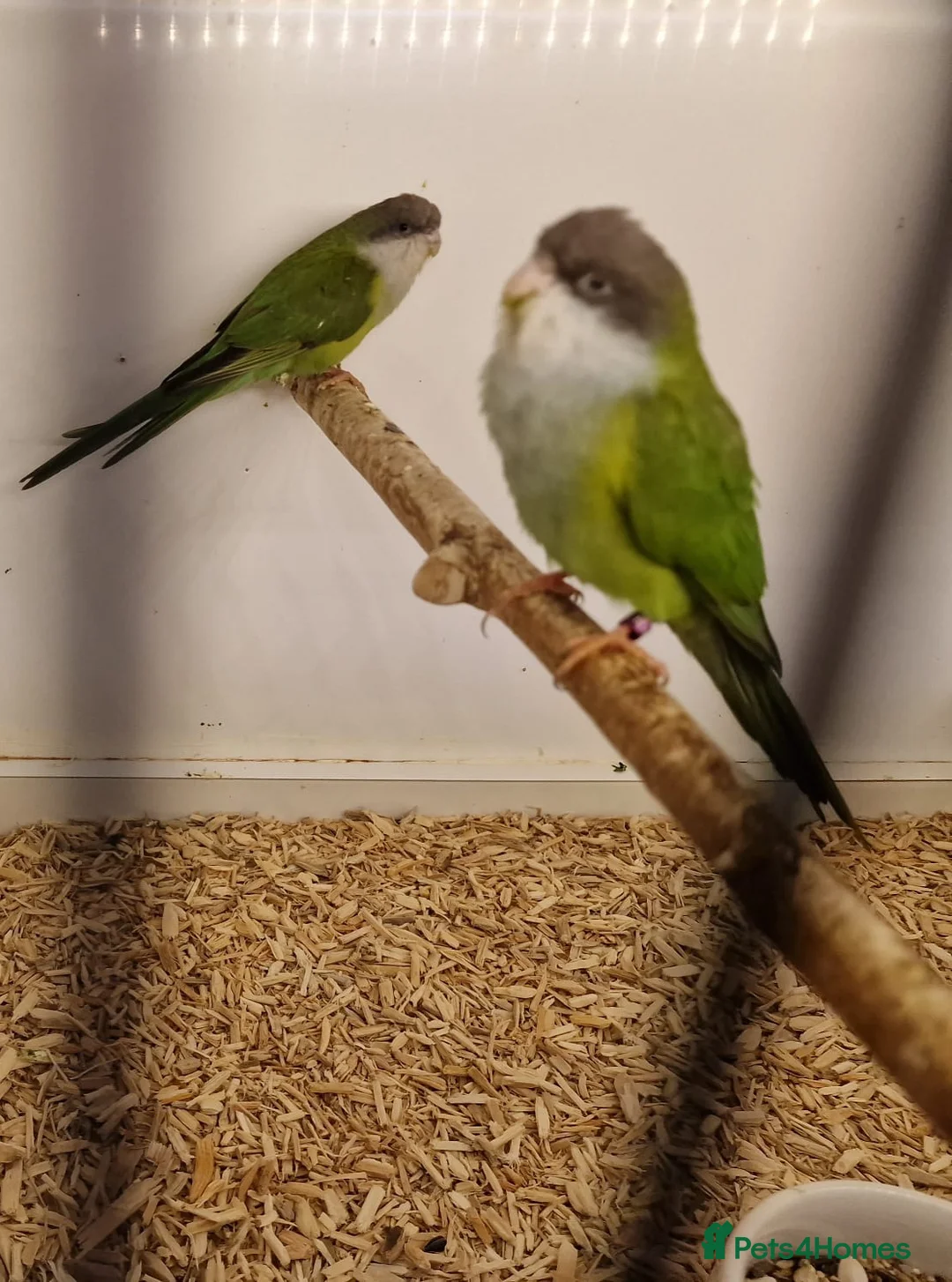 Parakeets birds for sale: Sierra (grey hooded) parakeets - Advert 3