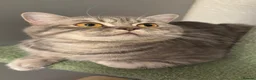 British Shorthair cats for sale: Rare colours pure breed BSH - Advert 29