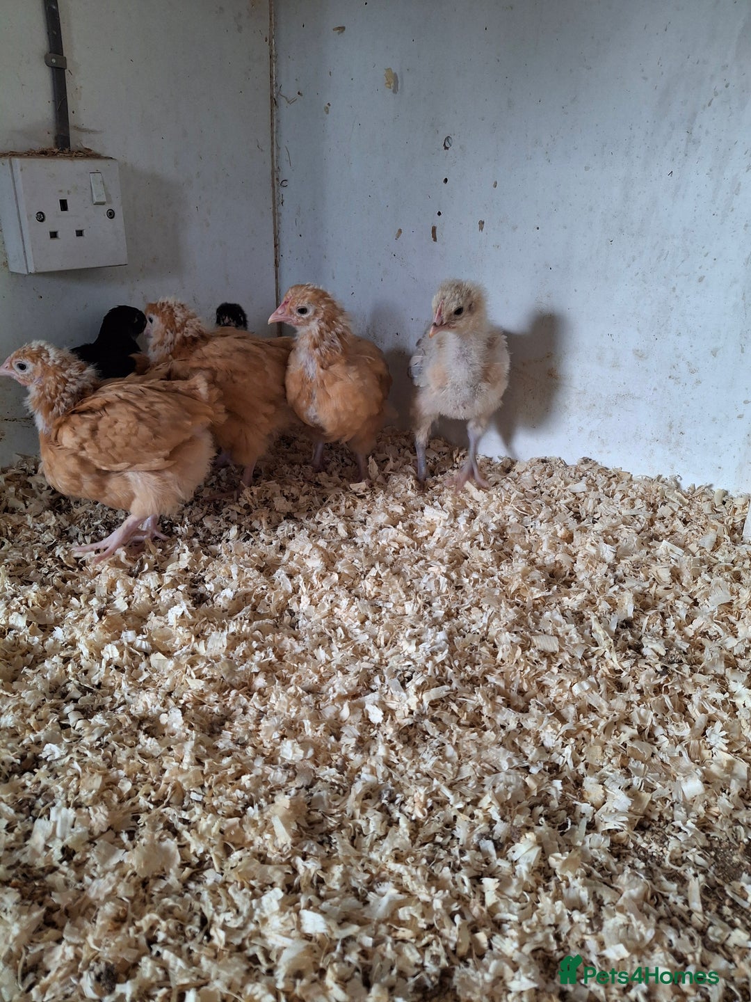 Chickens poultry for sale: Unsexed orpington chickens  - Image 4