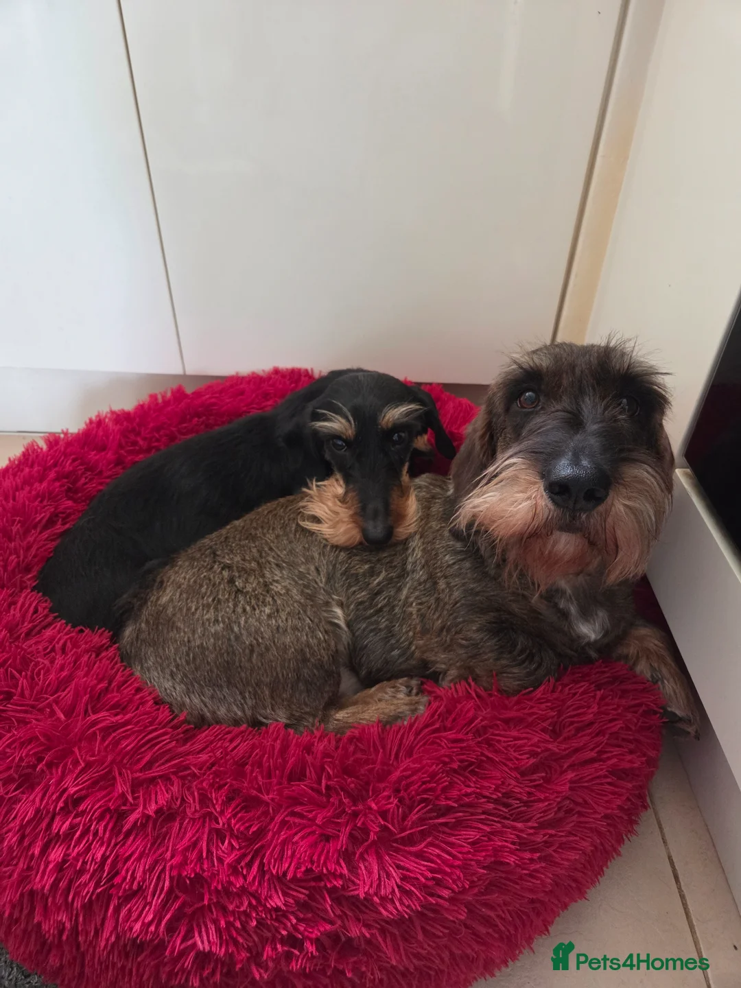 Dachshund dogs for sale: RKC fully health tested Wirehaired Dachshunds. - Advert 2