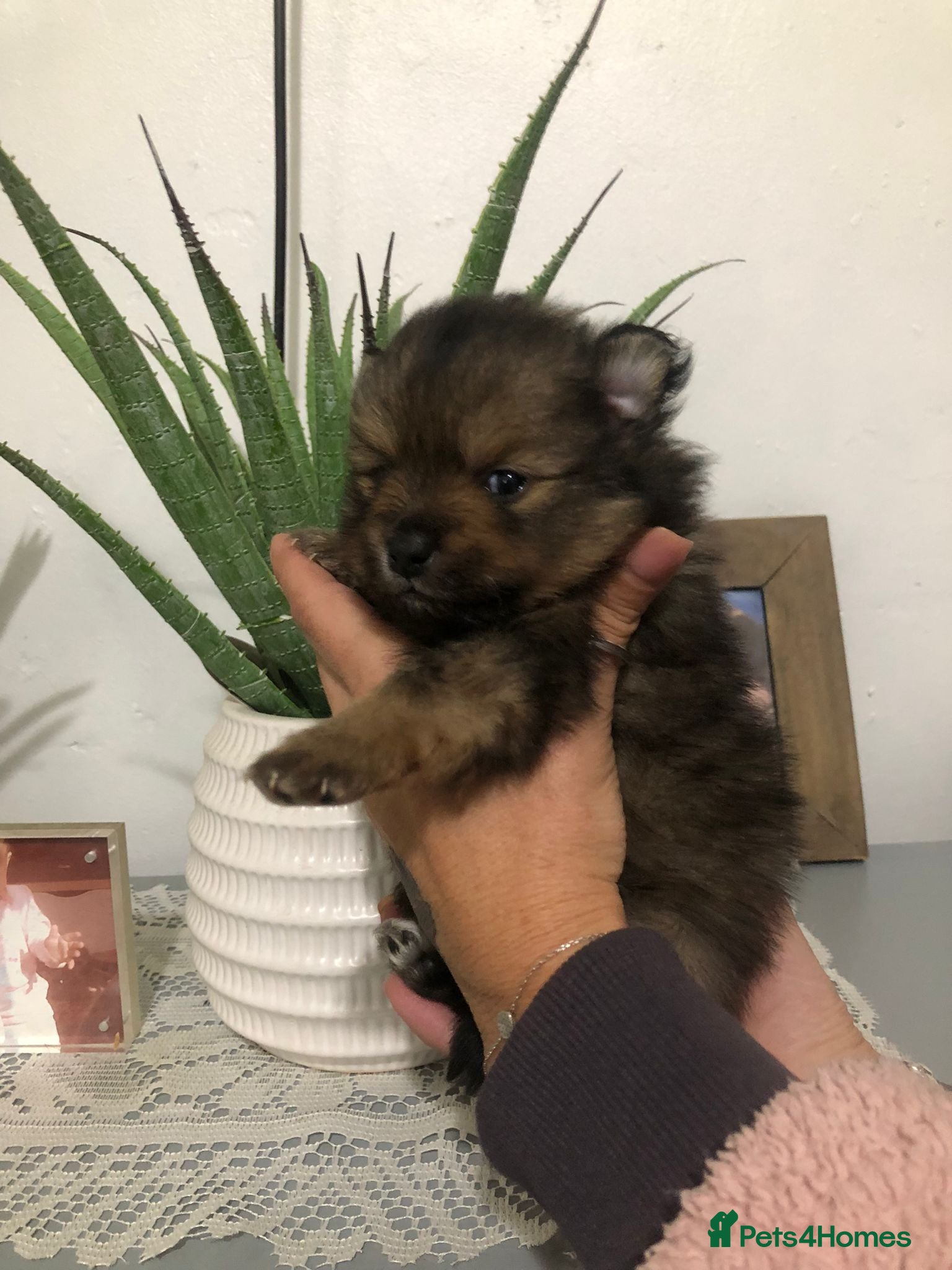 Pomeranian dogs Pomeranian Puppies  - Advert 1