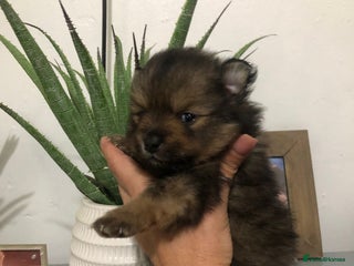 Pomeranian dogs Pomeranian Puppies - Advert 16