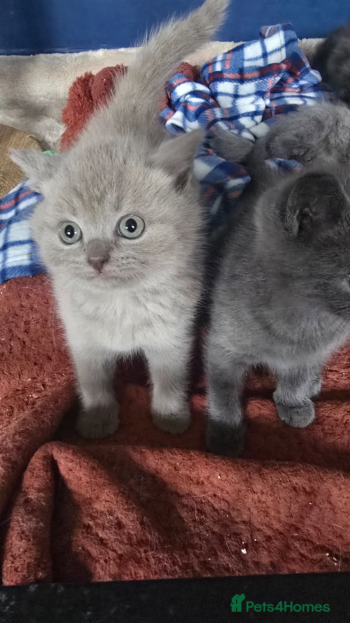 British Shorthair cats BSH x BLH - Advert 1
