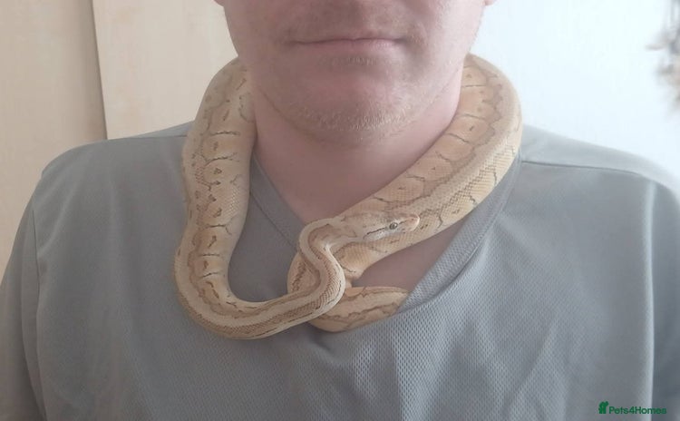 Python Snake reptiles - Advert 1