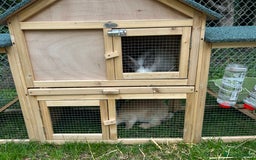 Mini Lop rabbits for sale: 2 male mini lop rabbits 13weeks old - Image 4