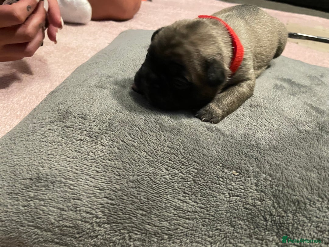 French Bulldog dogs for sale: 7 beautiful male French bull dog pups - Image 5