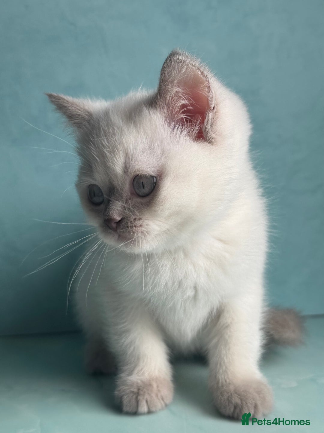 British Shorthair cats for sale: British shorthair kittens one boy available  - Advert 2