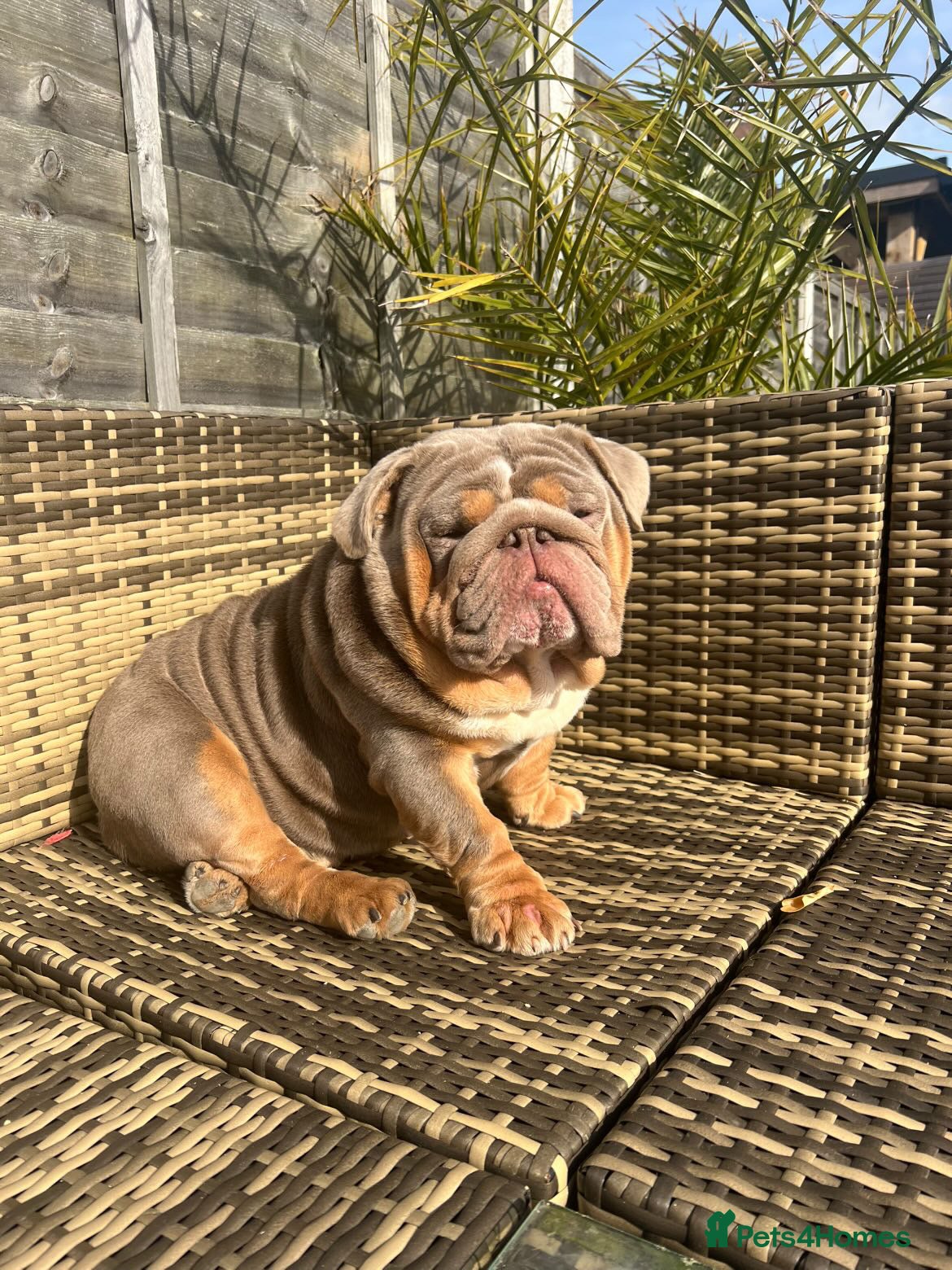 English Bulldog dogs TYSON OPEN FOR STUD - Advert 1