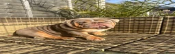 English Bulldog dogs for stud: TYSON OPEN FOR STUD - Advert 2