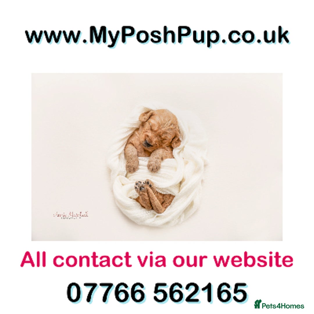 Miniature Poodle dogs for sale: KC HEALTH TEST PUPS - POLICE K9 TRAINER 5* BREEDER - Advert 2