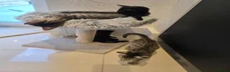 Savannah cats for sale: Savanah x pixie bob - Advert 5