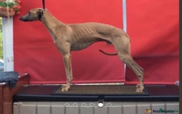 Whippet dogs for sale: 8 KC gorgeous pups, 4 boys & 4 girls. - Image 16