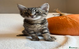 Mixed Breed cats for sale: Siberian x British Shorthair Kittens 💞 - Image 28