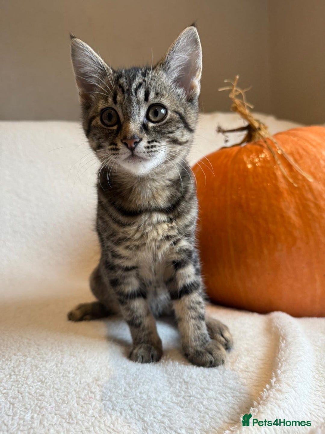 Mixed Breed cats for sale: Siberian x British Shorthair Kittens 💞 - Image 28