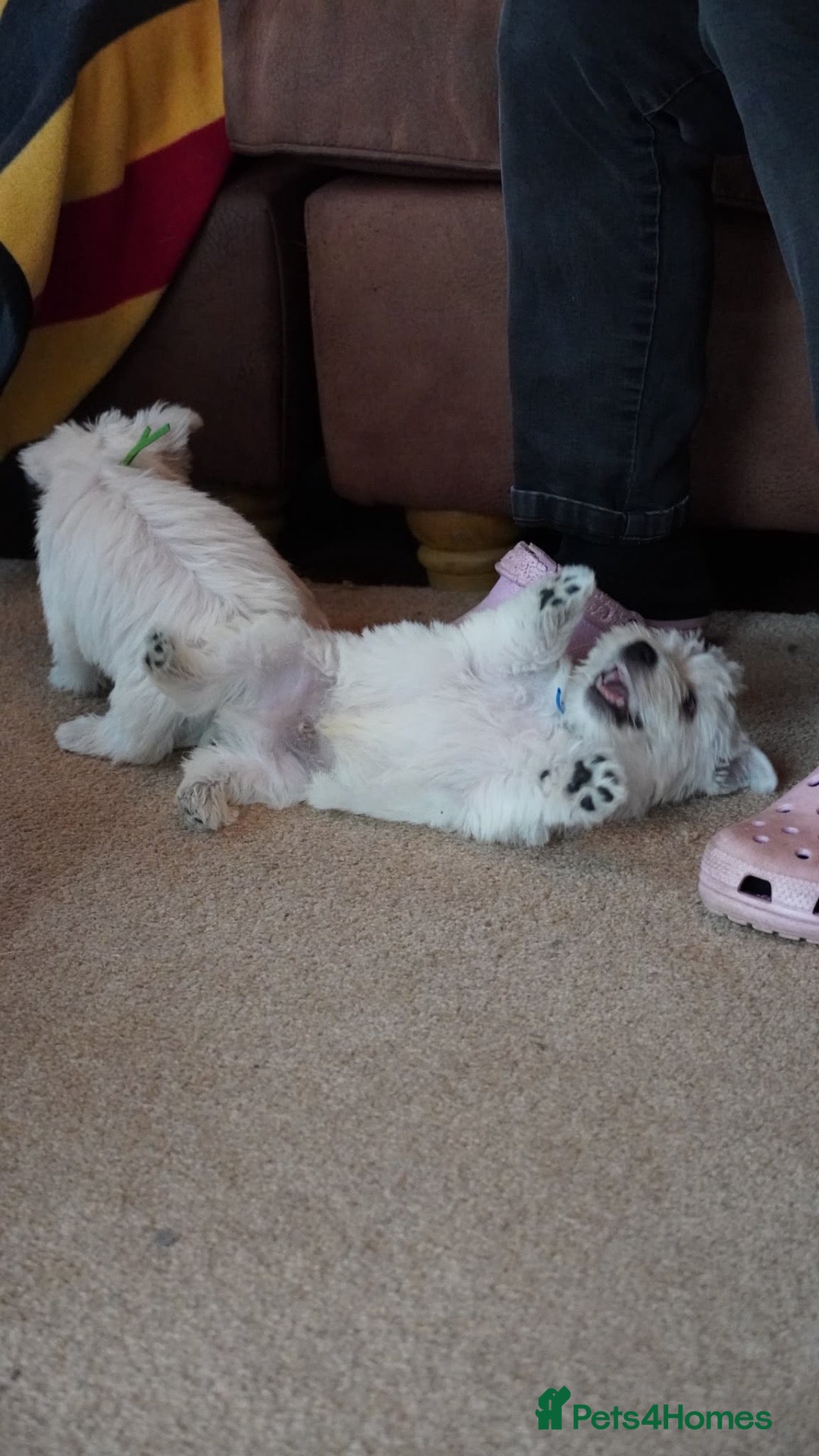 West Highland Terrier dogs for sale: Westie puppies - Advert 1