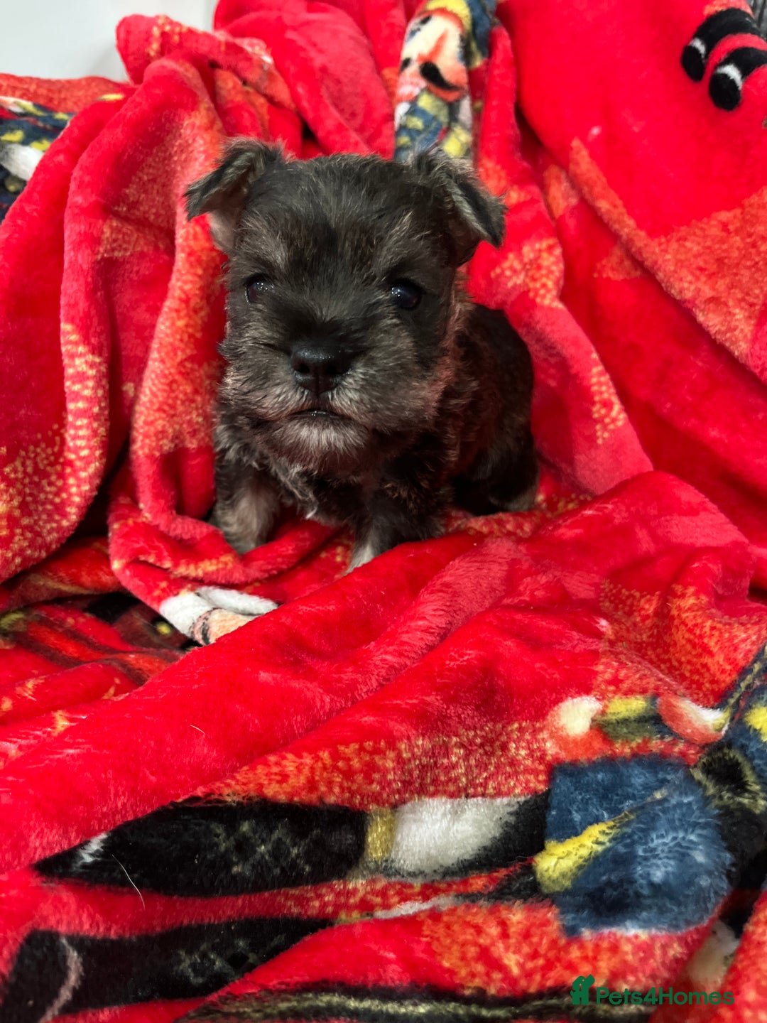 Miniature Schnauzer dogs for sale: 1 boy looking for 5 * home - Advert 4