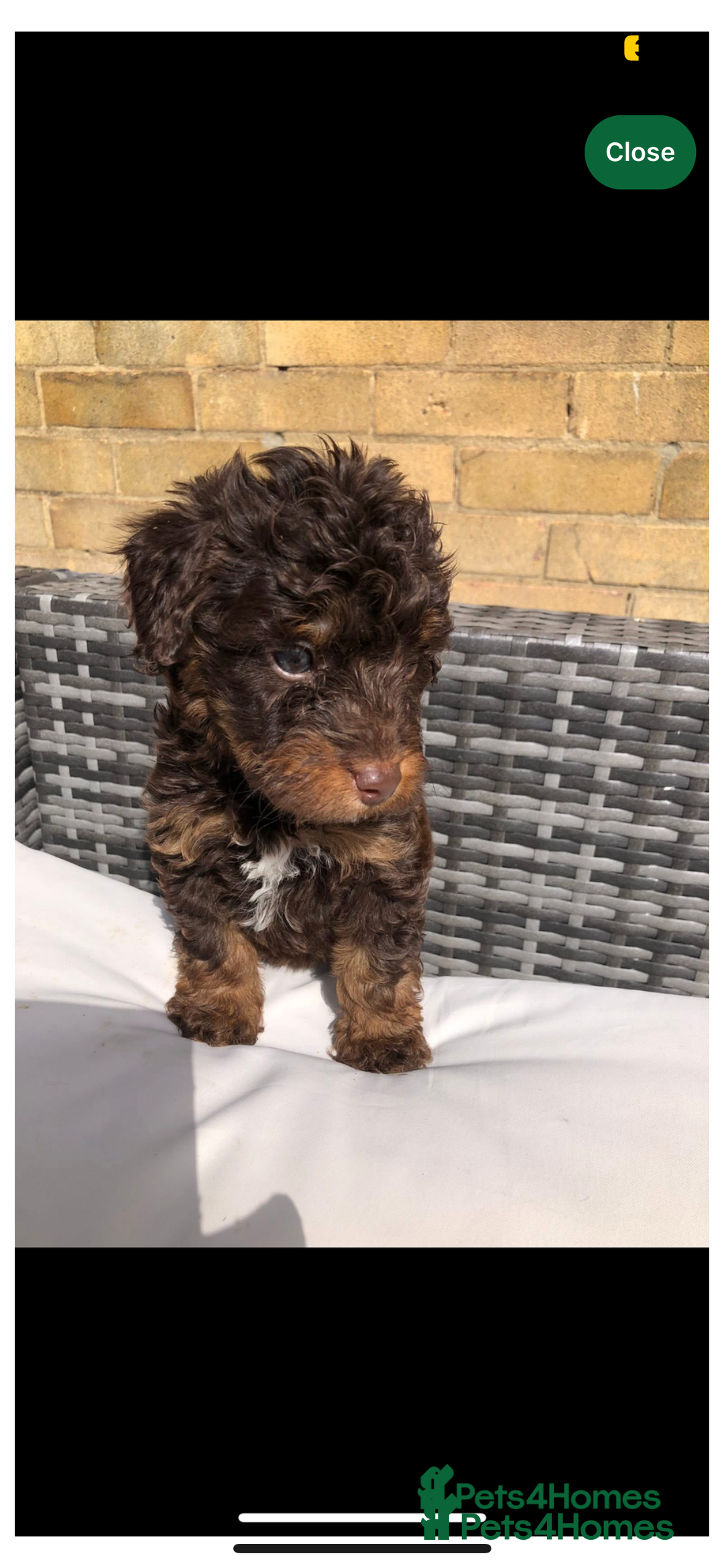 Cavapoo dogs for sale: *Reduced F1B cavapoos  - Image 5