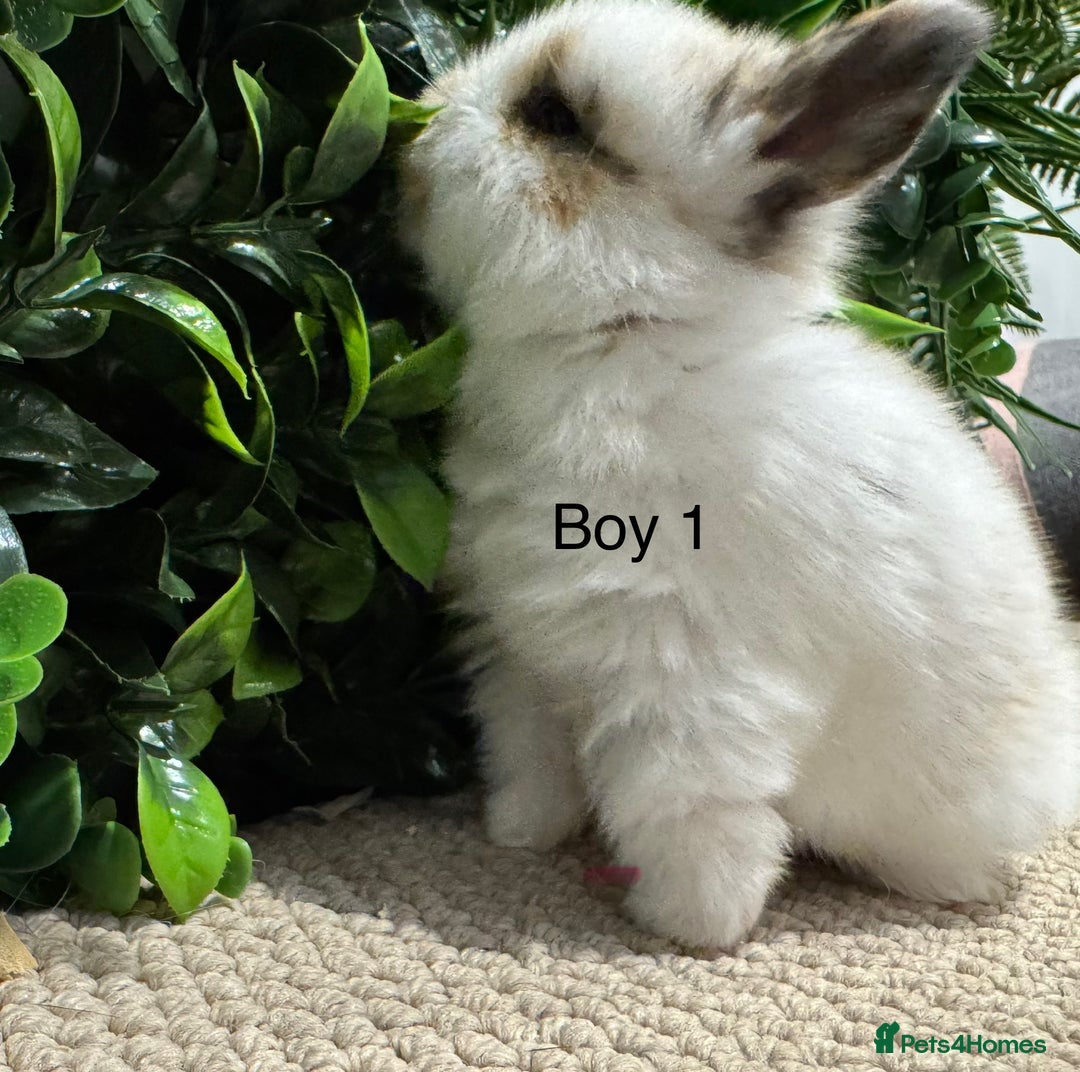 Mini Lop rabbits for sale: ⭐️ mini lops ⭐️ ready to reserve  - Advert 1