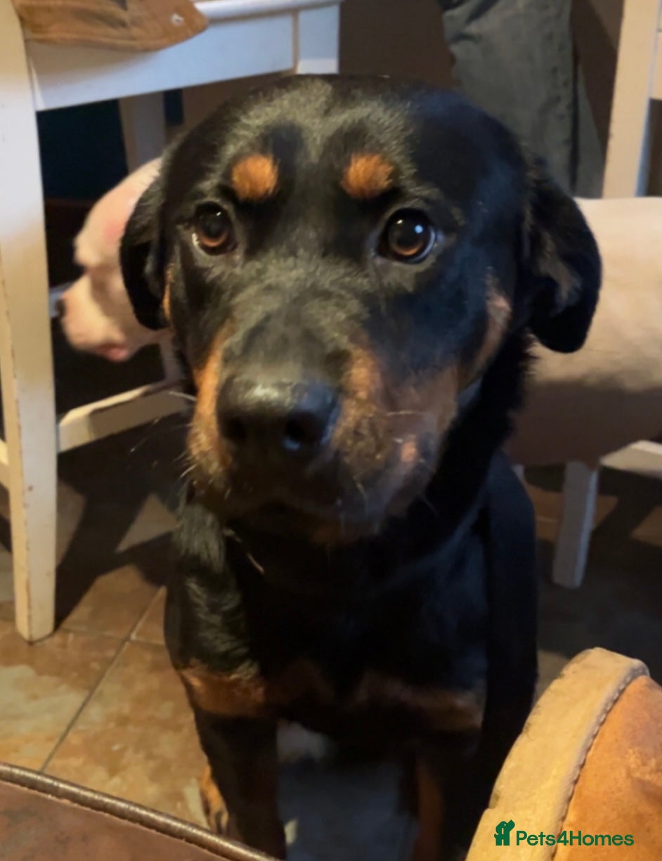 Hazel