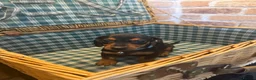 Miniature Dachshund dogs for sale: Miniature Dachshund puppies READY TO LEAVE NOW  - Advert 5
