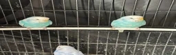 Budgerigars birds for sale: Budgies babies for sale - Advert 5