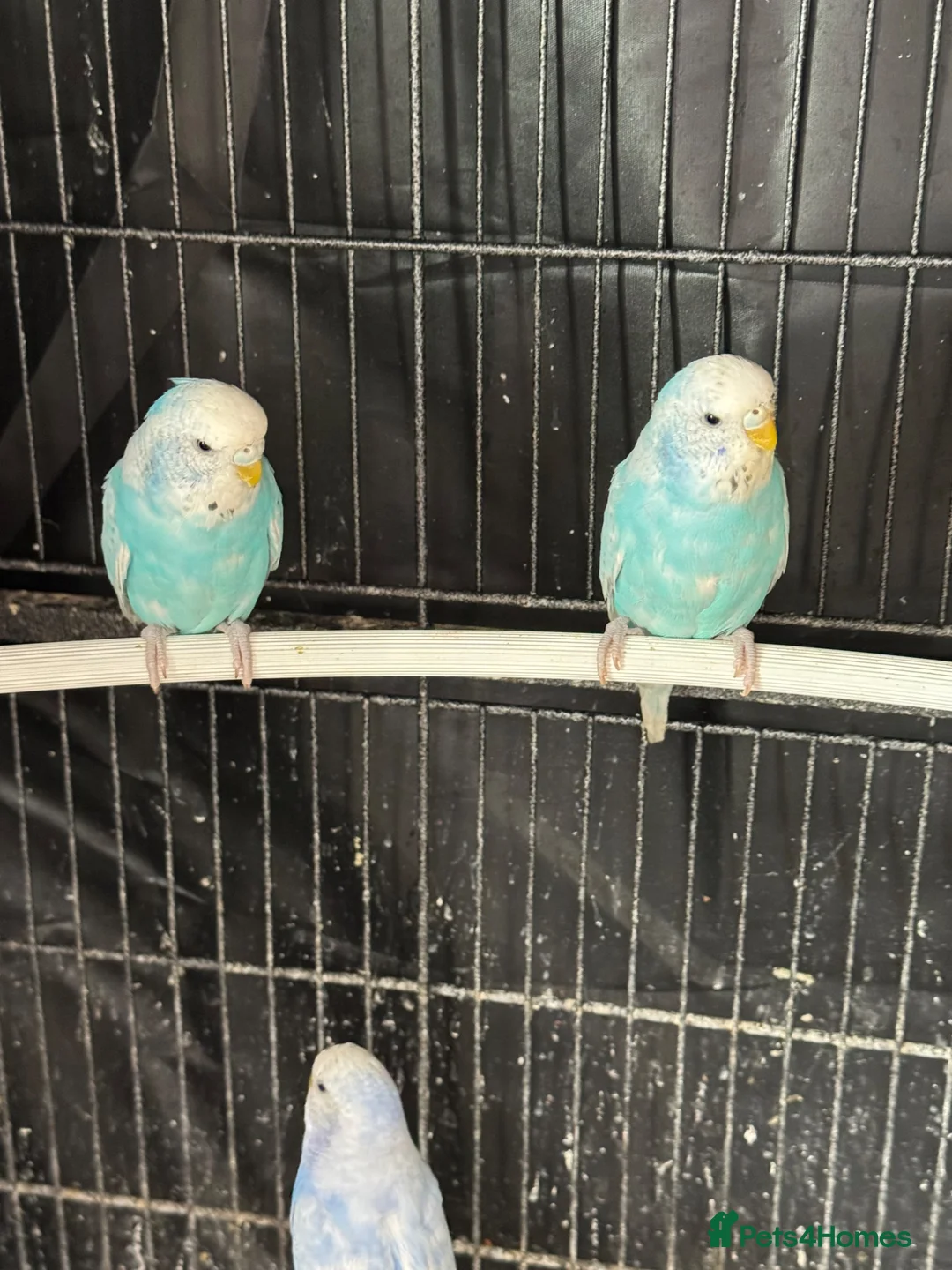 Budgerigars birds for sale: Budgies babies for sale - Advert 5