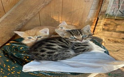 Domestic Shorthair cats for sale: Gorgeous 1/2 Bengals kittens - Image 9