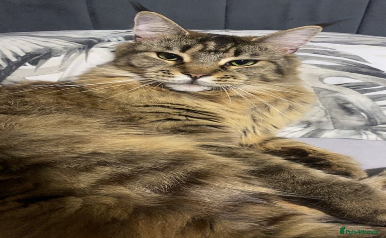 Maine Coon cats - Advert 9