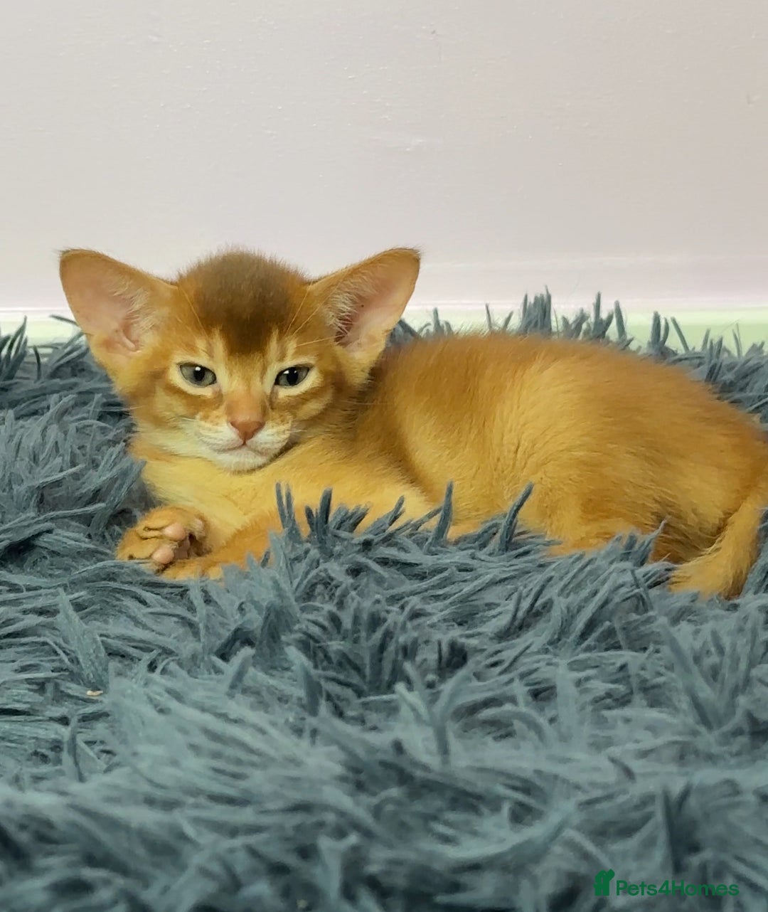 Abyssinian cats for sale: Stunning sorrel and usual Abyssinian kittens  - Image 5