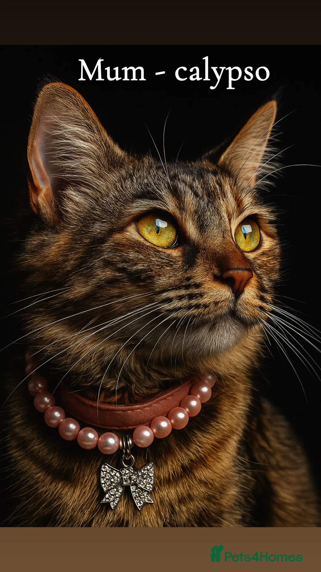 Siberian cats for sale: 6 beautiful siberian kittens  - Advert 1