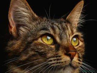 Siberian cats 6 beautiful siberian kittens - Advert 2