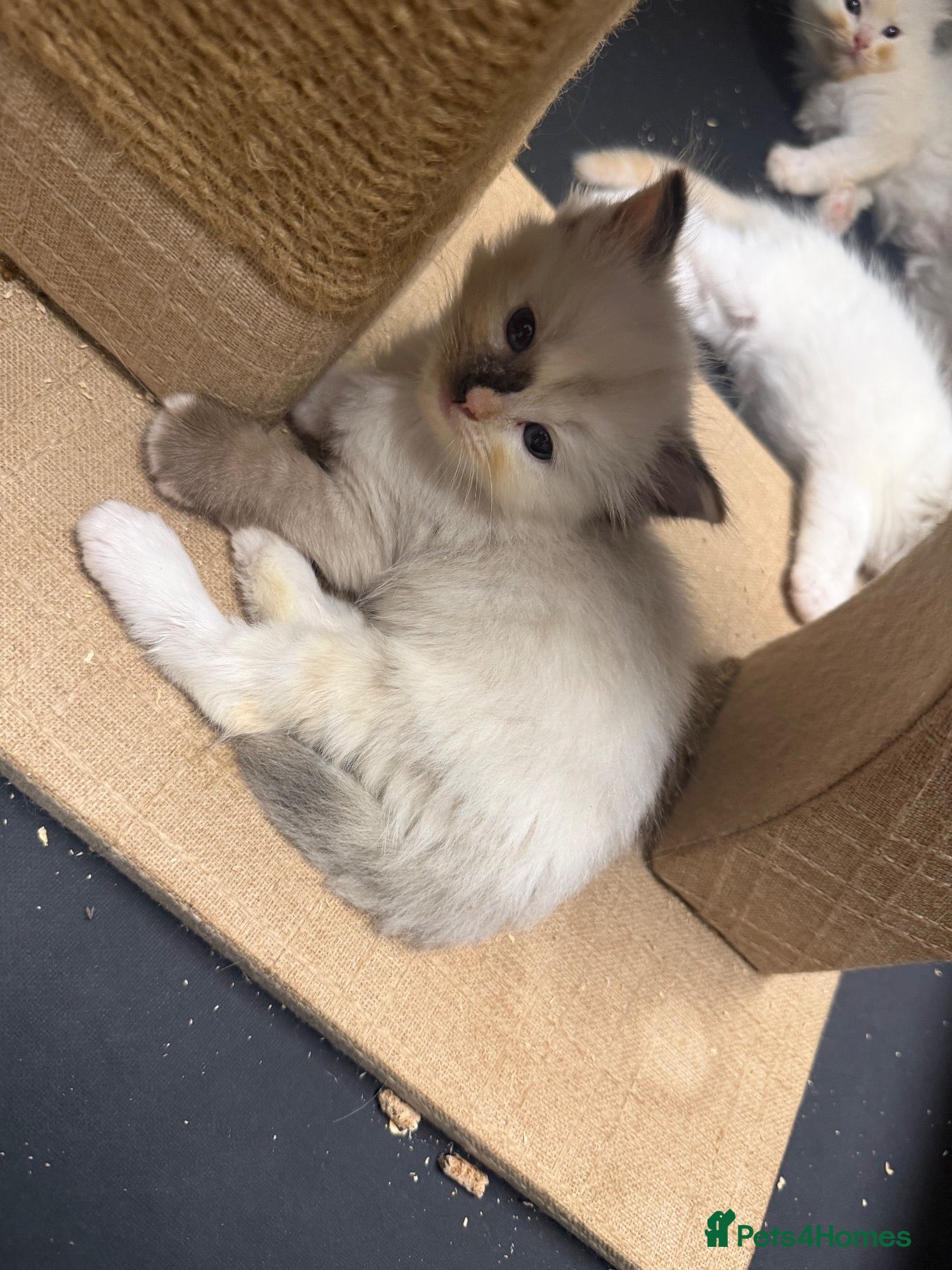 Ragdoll cats Last‼️Flame ragdoll kitten✨ - Advert 1
