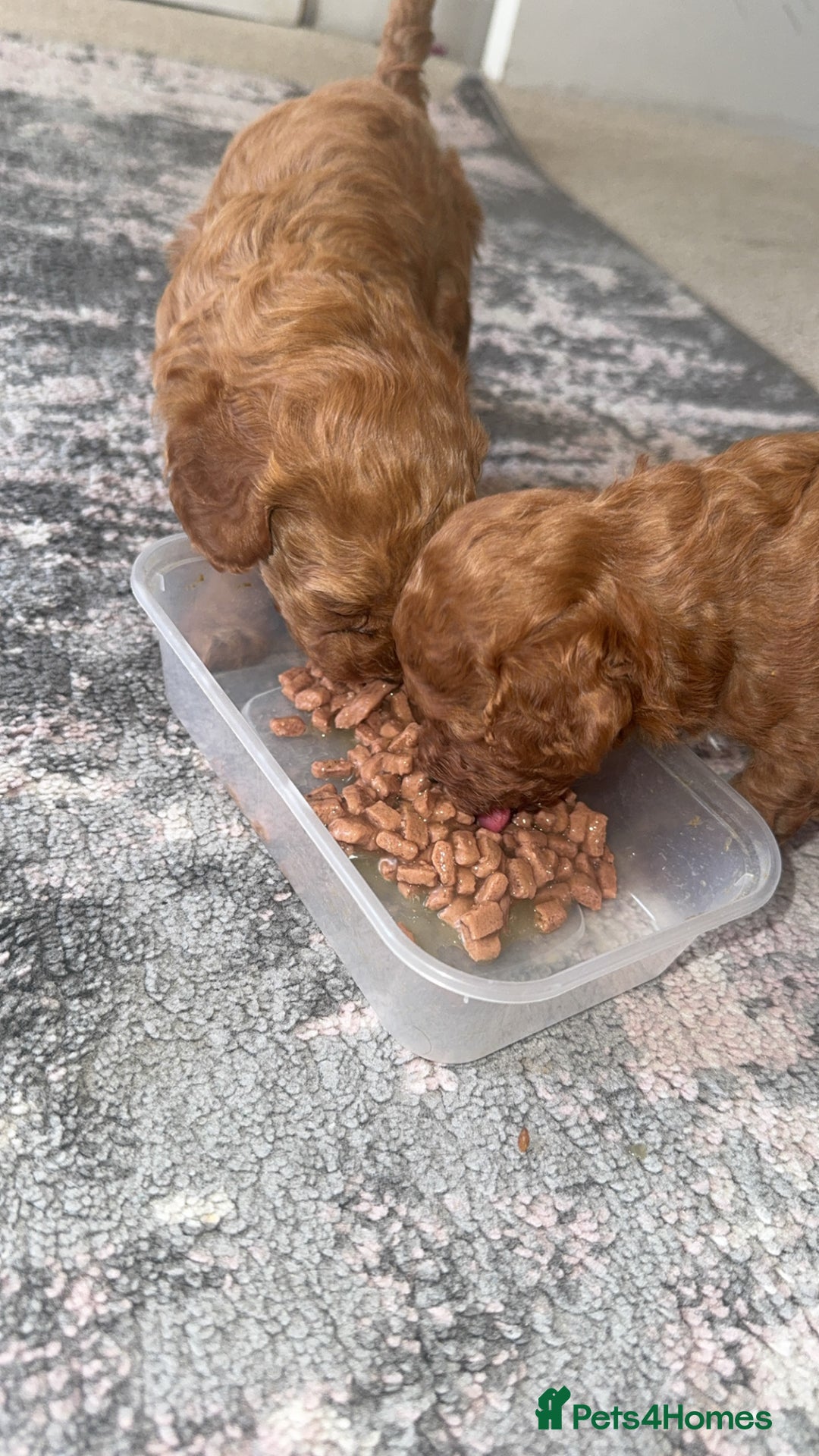 Toy Poodle dogs for sale: Toy poodles deep red. 2 - Image 13