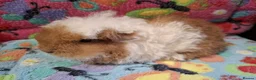 Guinea Pig rodents for sale: Baby Boars In Different Breeds  - Advert 5