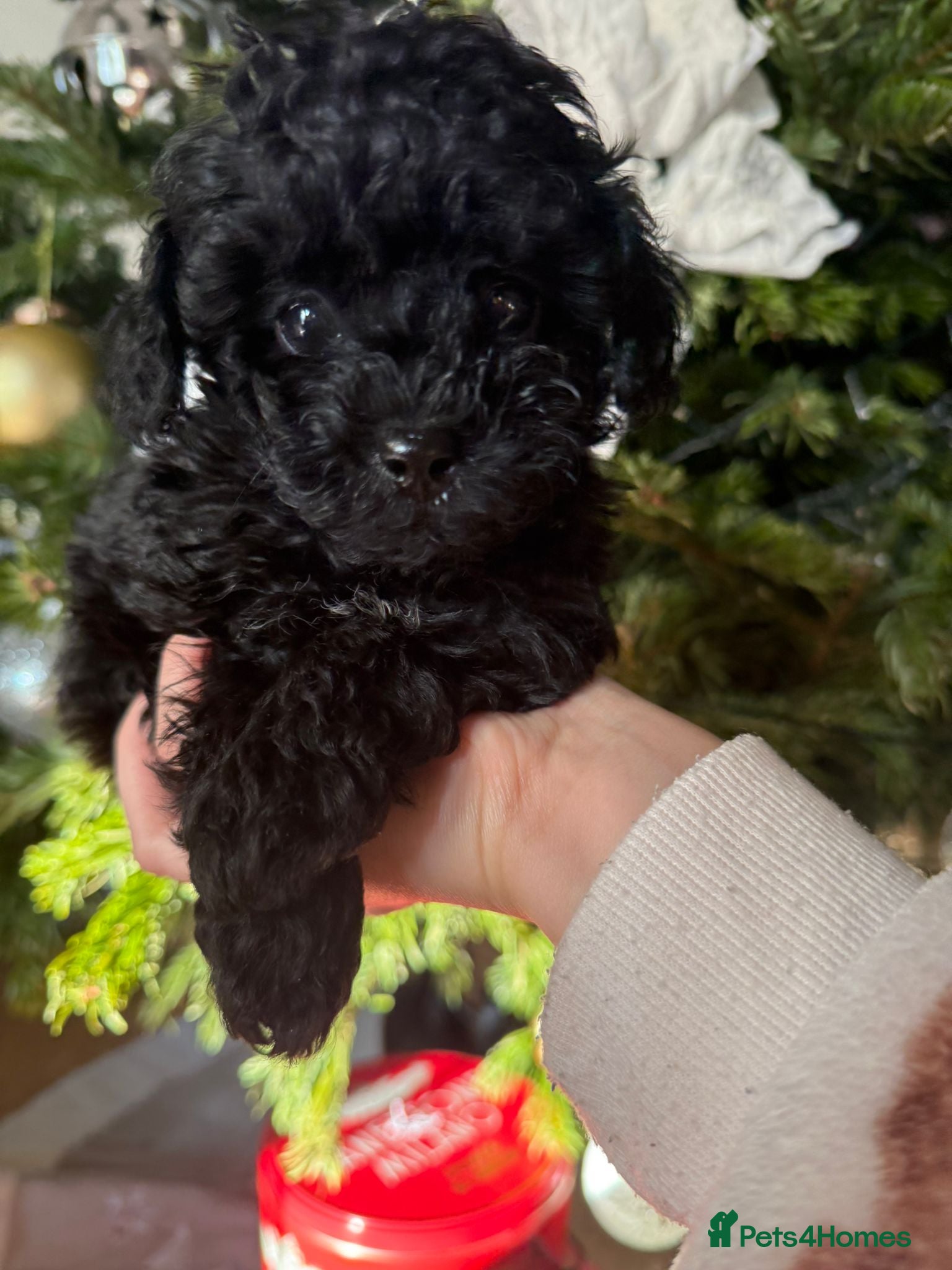 Toy Poodle dogs 3 adorable toy poodles. Multicoloured, check des. - Advert 9