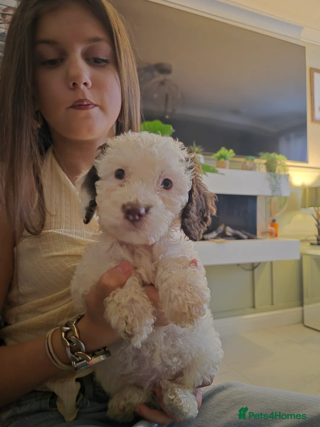 Cockapoo dogs for sale: F2 generation cockerpoo puppys  - Advert 4